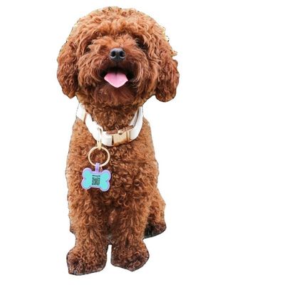 Étiquettes de chien silencieuses en silicone sans BPA Étiquette de cou de chien en silicone colorée en vente unique Étiquettes d'identification de chien en silicone accessoires