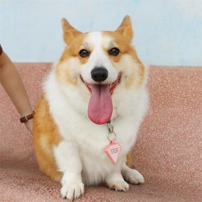 Vente en gros MOQ faible Forme bon marché différente Beaucoup de couleurs pour les options de silicone blanc marque de chien nom marque d'identification