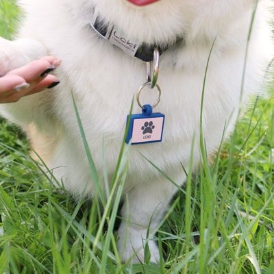 Vente en gros MOQ faible Forme bon marché différente Beaucoup de couleurs pour les options de silicone blanc marque de chien nom marque d'identification